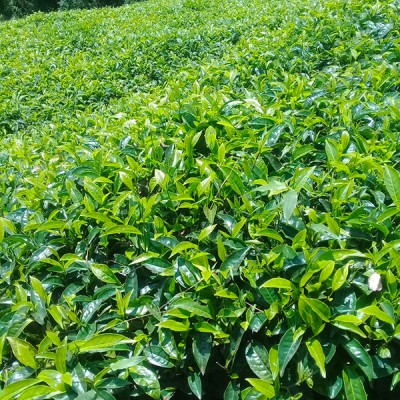 2 ACRES GATUNDU NORTH-4