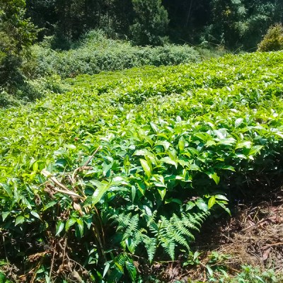 2 ACRES GATUNDU NORTH-3