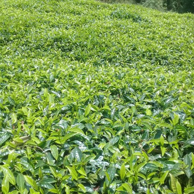 2 ACRES GATUNDU NORTH-2