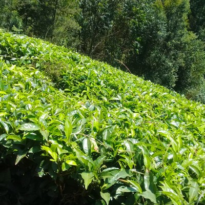 2 ACRES GATUNDU NORTH