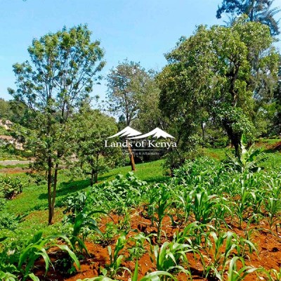 4.25 ACRES, KITISURU