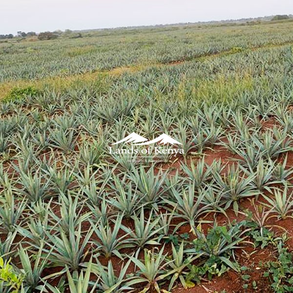 TANZANIA LAND FOR SALE - 4,600 ACRES, TANGA REGION-2