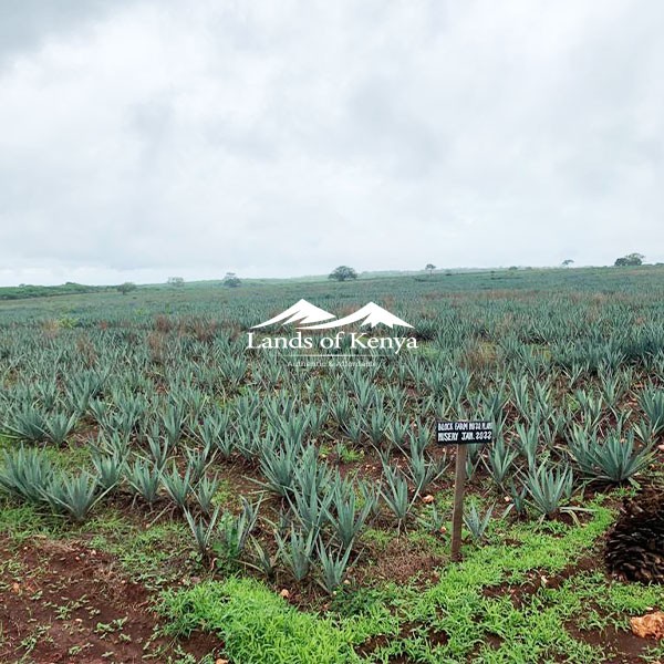 TANZANIA LAND FOR SALE - 4,600 ACRES, TANGA REGION-3