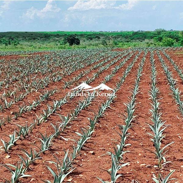 TANZANIA LAND FOR SALE - 4,600 ACRES, TANGA REGION-4