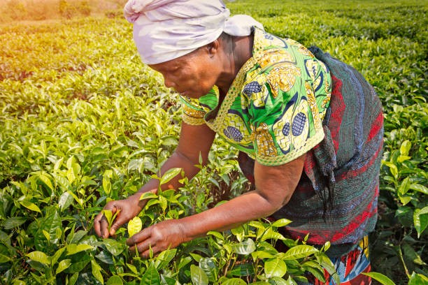 What are the Opportunities and Challenges of Investing in Kenya's Growing Real Estate Market?