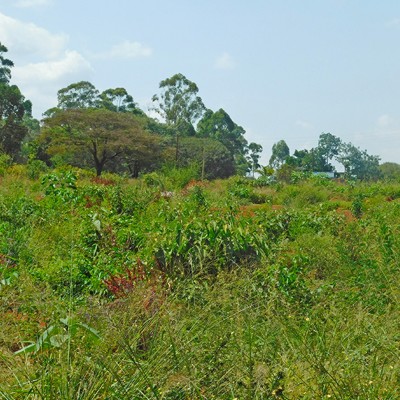 1 ACRE, RUIRU-6