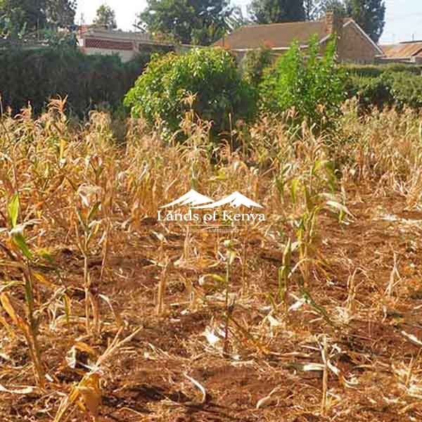 ¼ ACRE ALONG KIRAWA ROAD-4